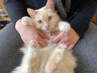 Ragdoll cats SWEET AND ENERGECTIC RAGDOLL BOY 💙 - Advert 1