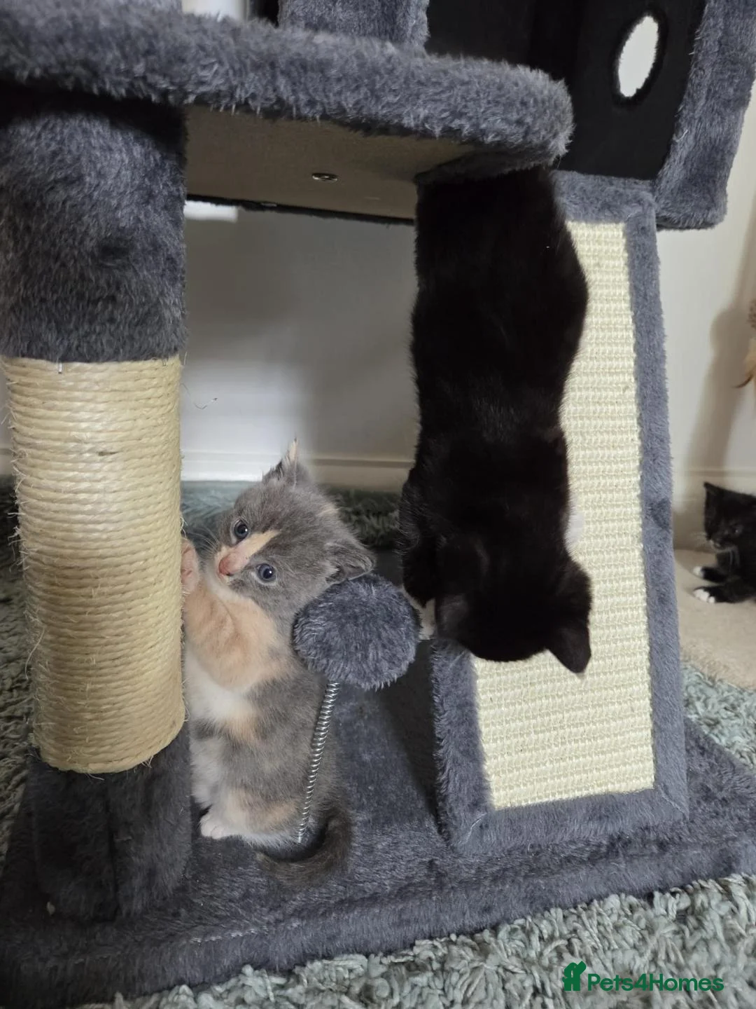 Mixed Breed cats for sale: Playful and Adorable Kittens for their new Homes!! - Advert 32