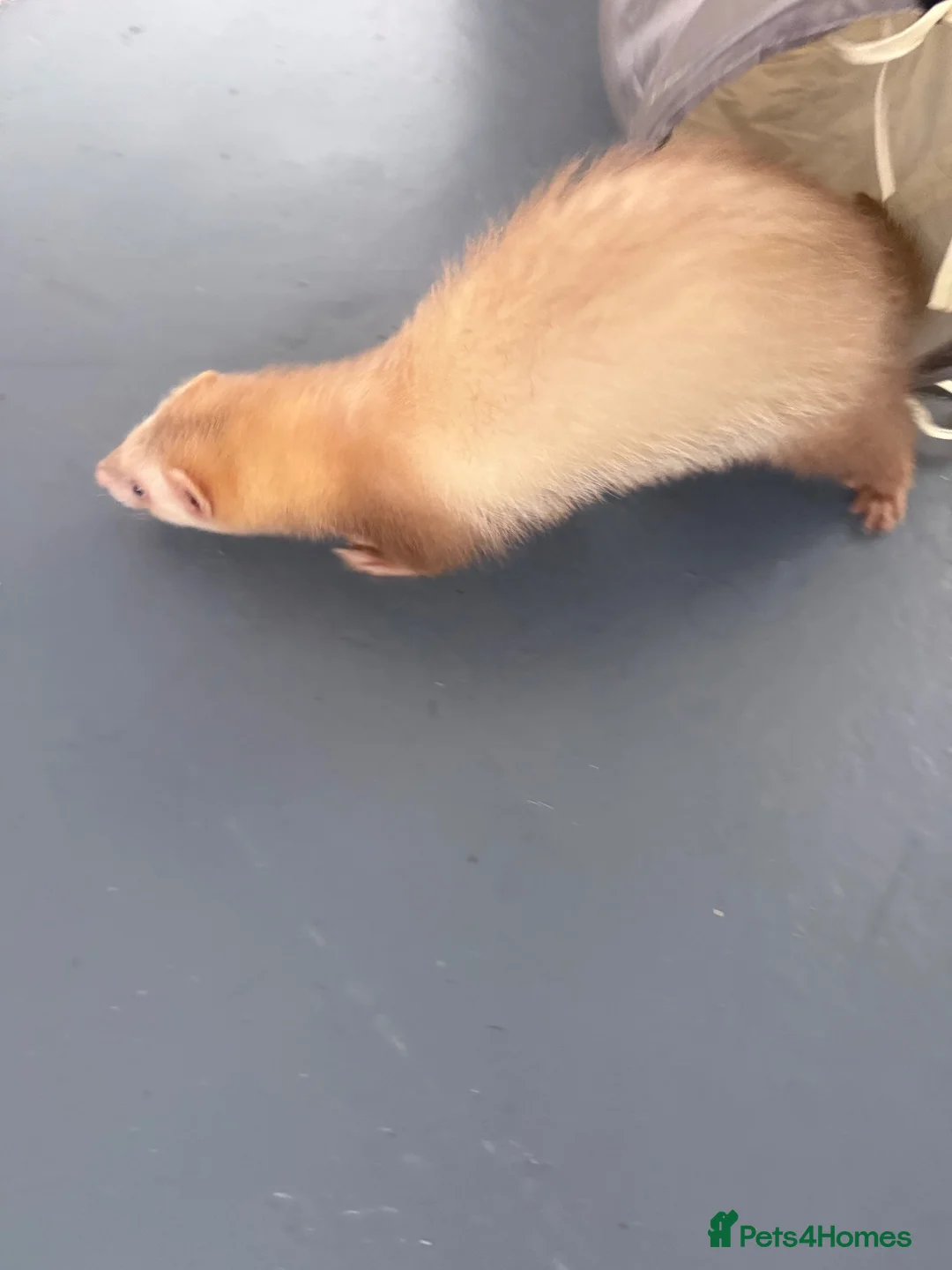 Ferret rodents for sale: X2 hobs 17 weeks  - Advert 1