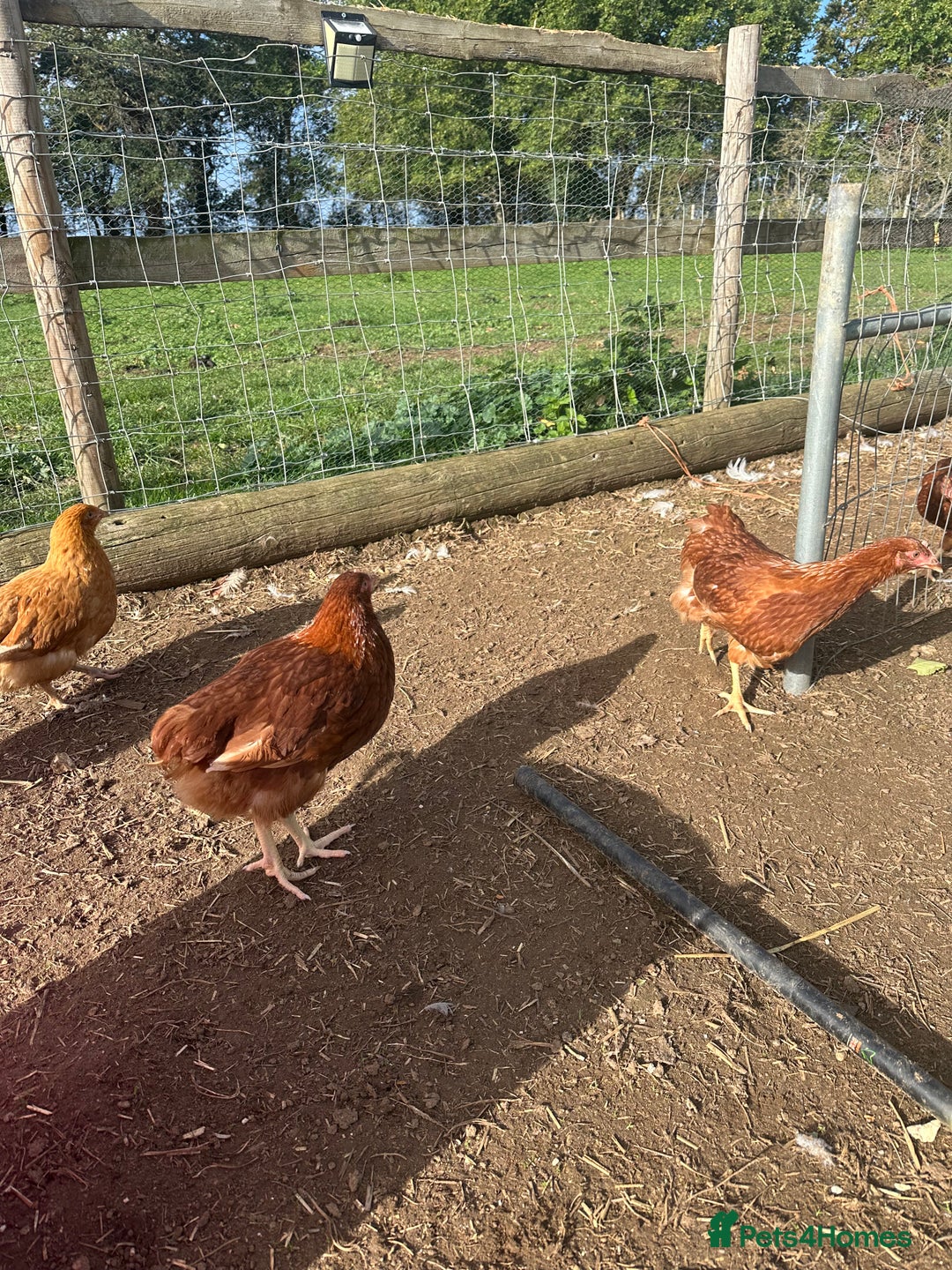 Chickens poultry for sale: Road island reds, buffs & hybrids 18 weeks old  - Image 3