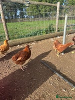 Chickens poultry - Advert 7