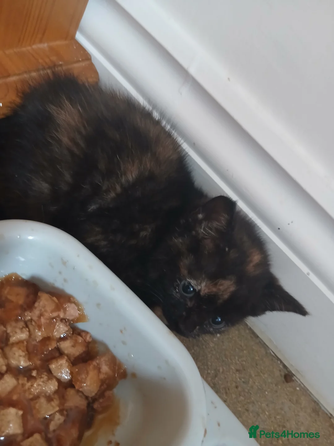 Mixed Breed cats for sale: 1 female kitten in Wantage - Advert 10
