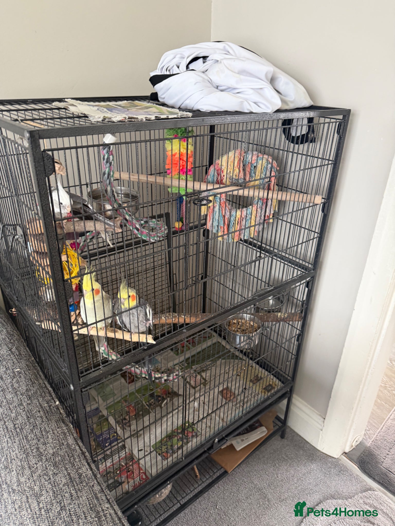 Cockatiels birds 4 cockatiels  - Advert 1