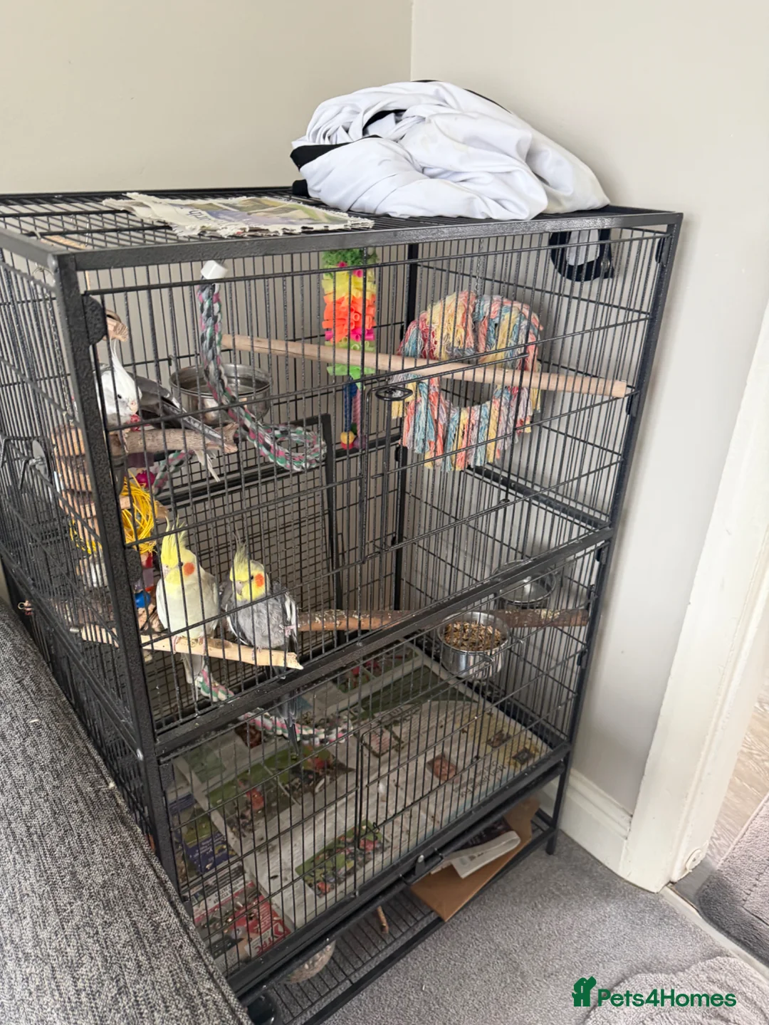 Cockatiels birds for sale: 4 cockatiels  - Advert 1