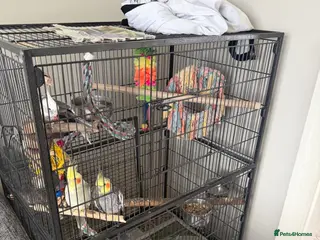 Cockatiels birds 4 cockatiels - Advert 4