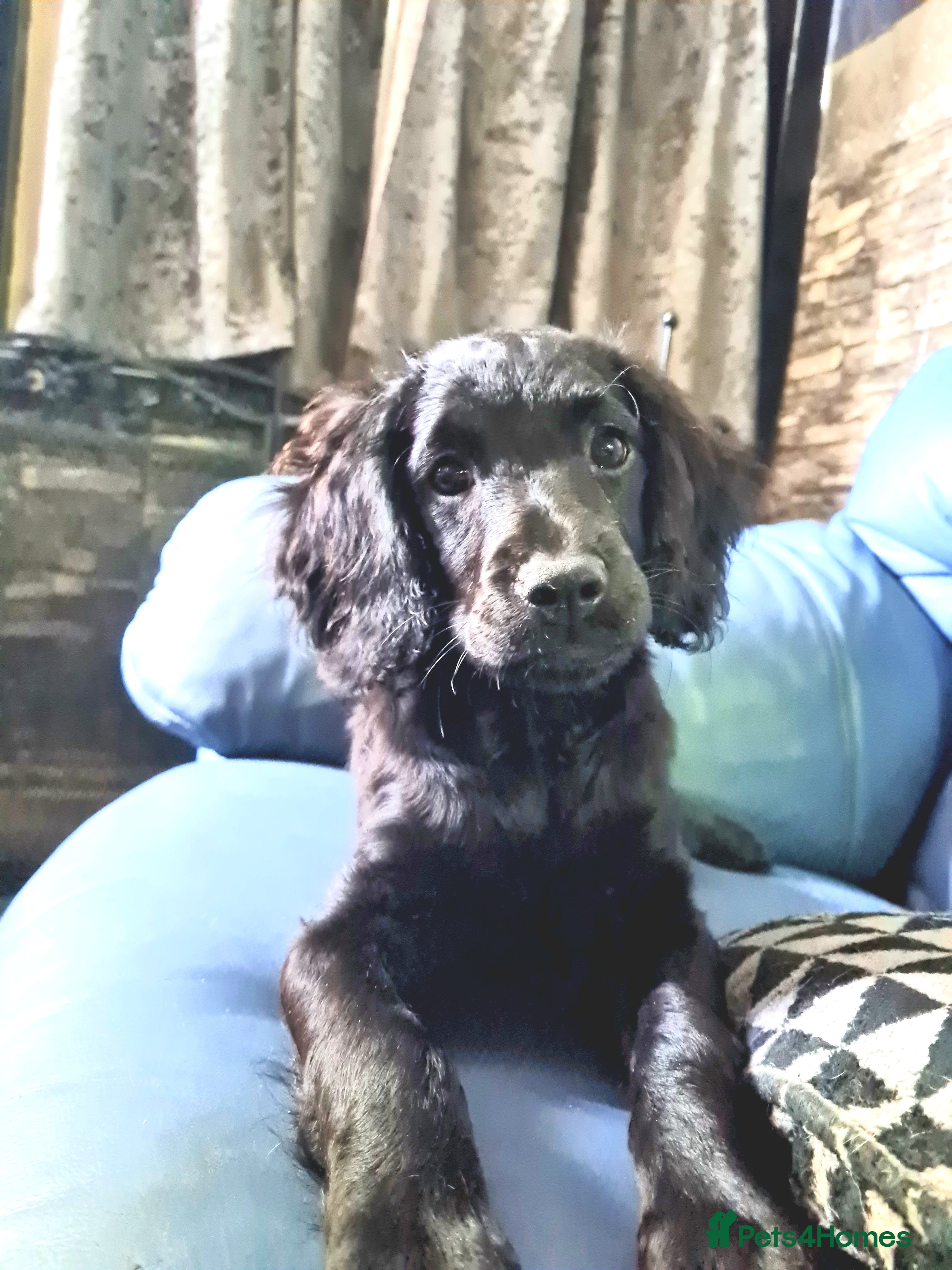 Cockapoo dogs 🩷Calm, Cuddly Cockapoo Girl – Ready Now🩷 - Advert 3