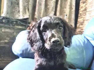 Cockapoo dogs 🩷Calm, Cuddly Cockapoo Girl – Ready Now🩷 - Advert 15