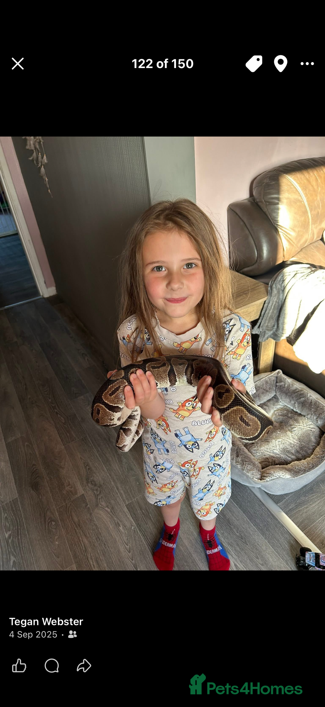Mixed Breed reptiles for sale: Royal python and corn snake for sale in Chester  - Advert 3