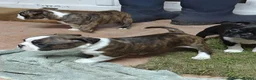 Boston Terrier dogs for sale: BOSTON TERRIER CROSS PUPPIES FOR SALE in London - Advert 2