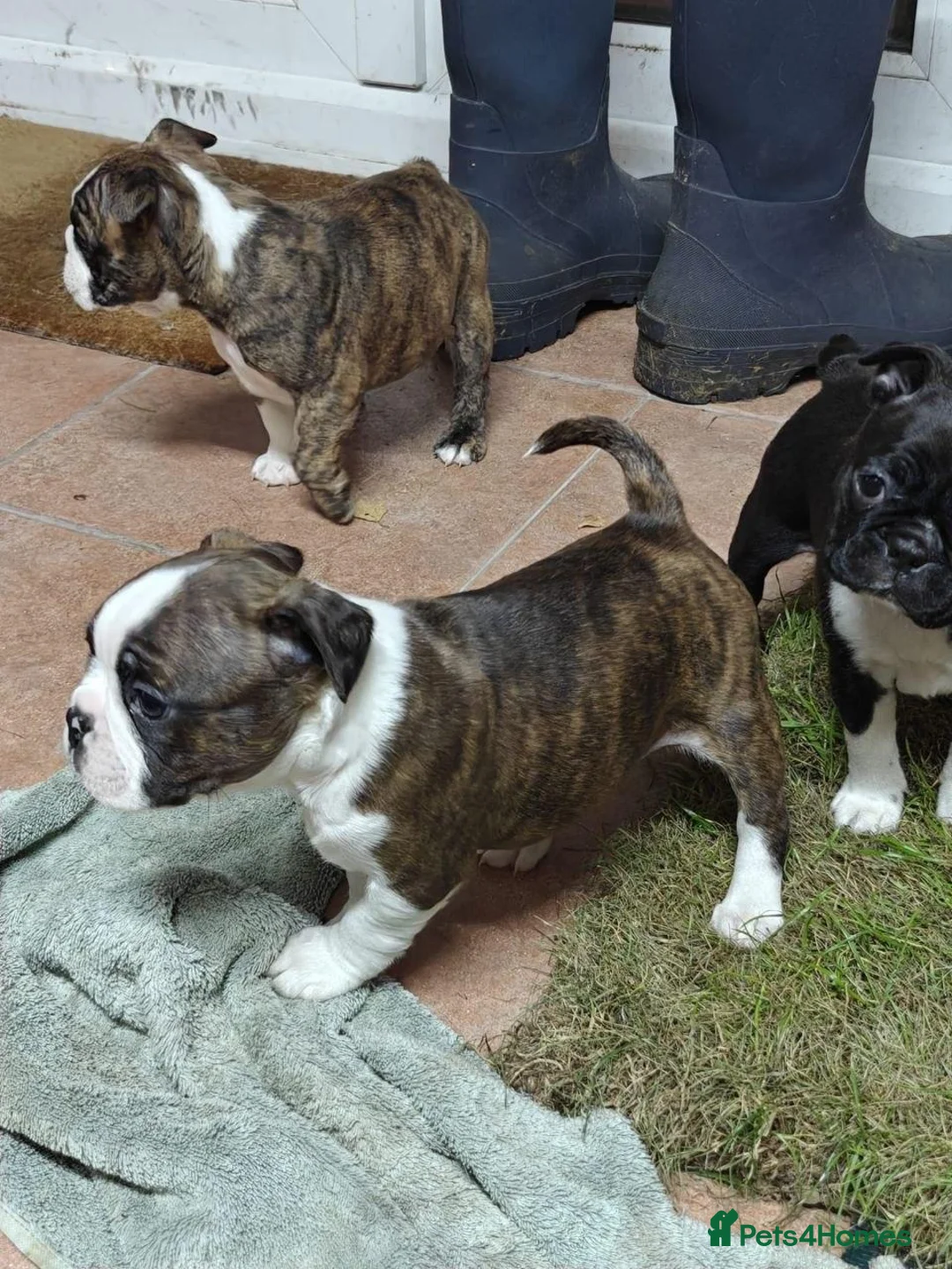 Boston Terrier dogs for sale: BOSTON TERRIER CROSS PUPPIES FOR SALE in London - Advert 2