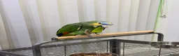 Parrots birds for sale: Orange-Winged Amazon Parrot - Advert 4