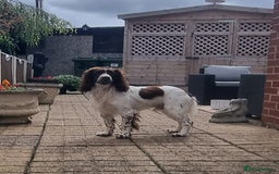 Sprocker dogs for sale: Stunning Sprocker Spaniel puppies  - Image 11