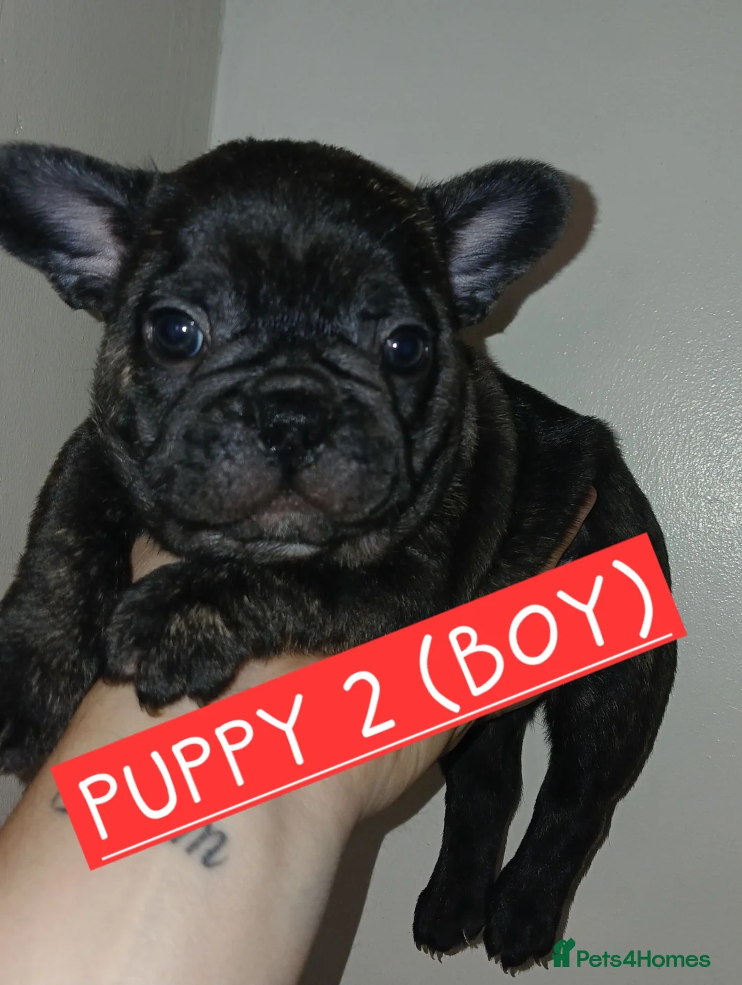 French Bulldog dogs for sale: Full pedigree French bulldogs in Lowestoft - Advert 2