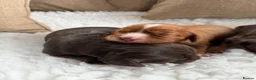 Cavalier King Charles Spaniel dogs for sale: Choc & Ruby Cavaliers E ** tensively Health Tested in Romford - Advert 3
