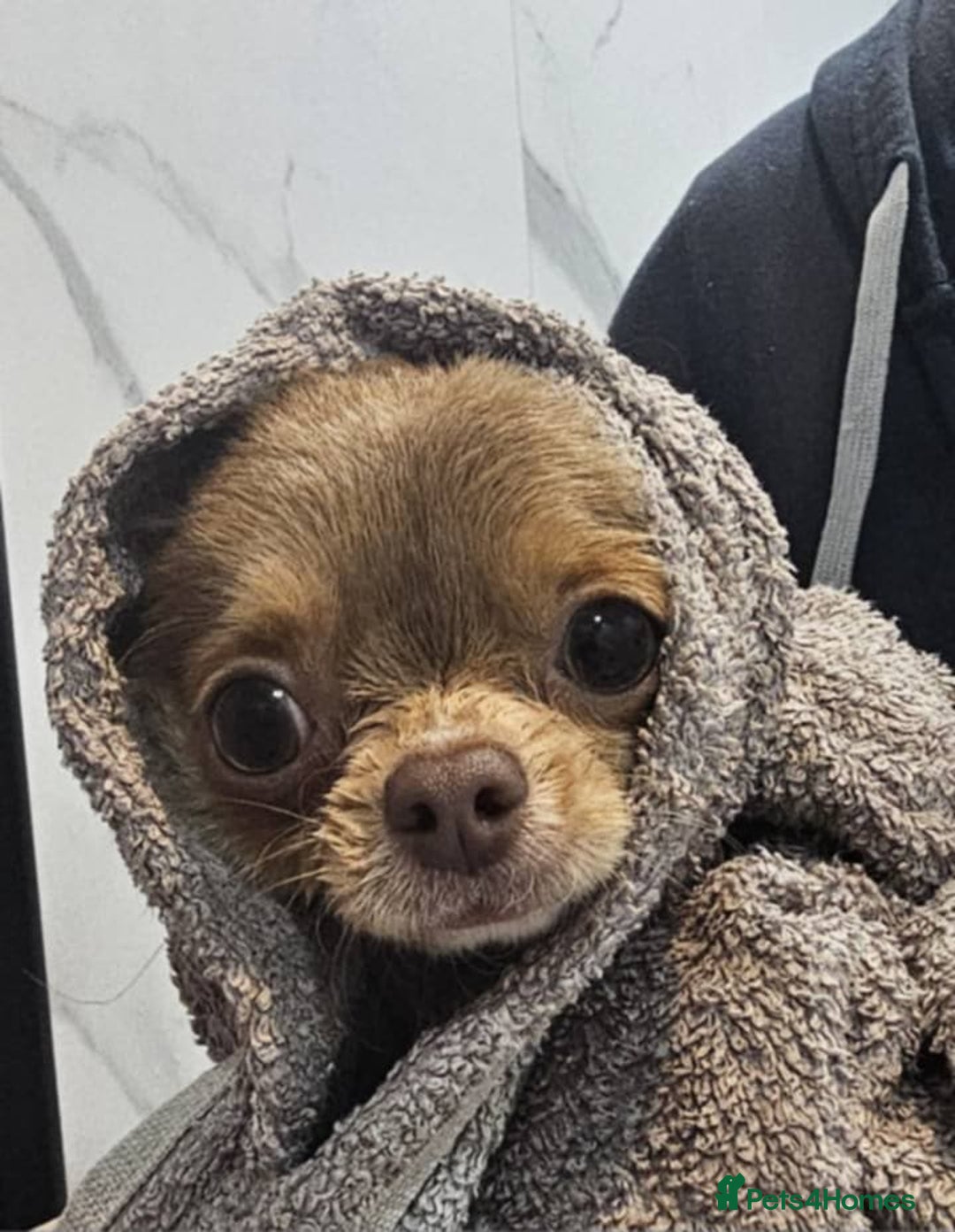 Chihuahua dogs for stud: Tiny russian/Thai kc lc chihuahua stud lilac fawn - Advert 5