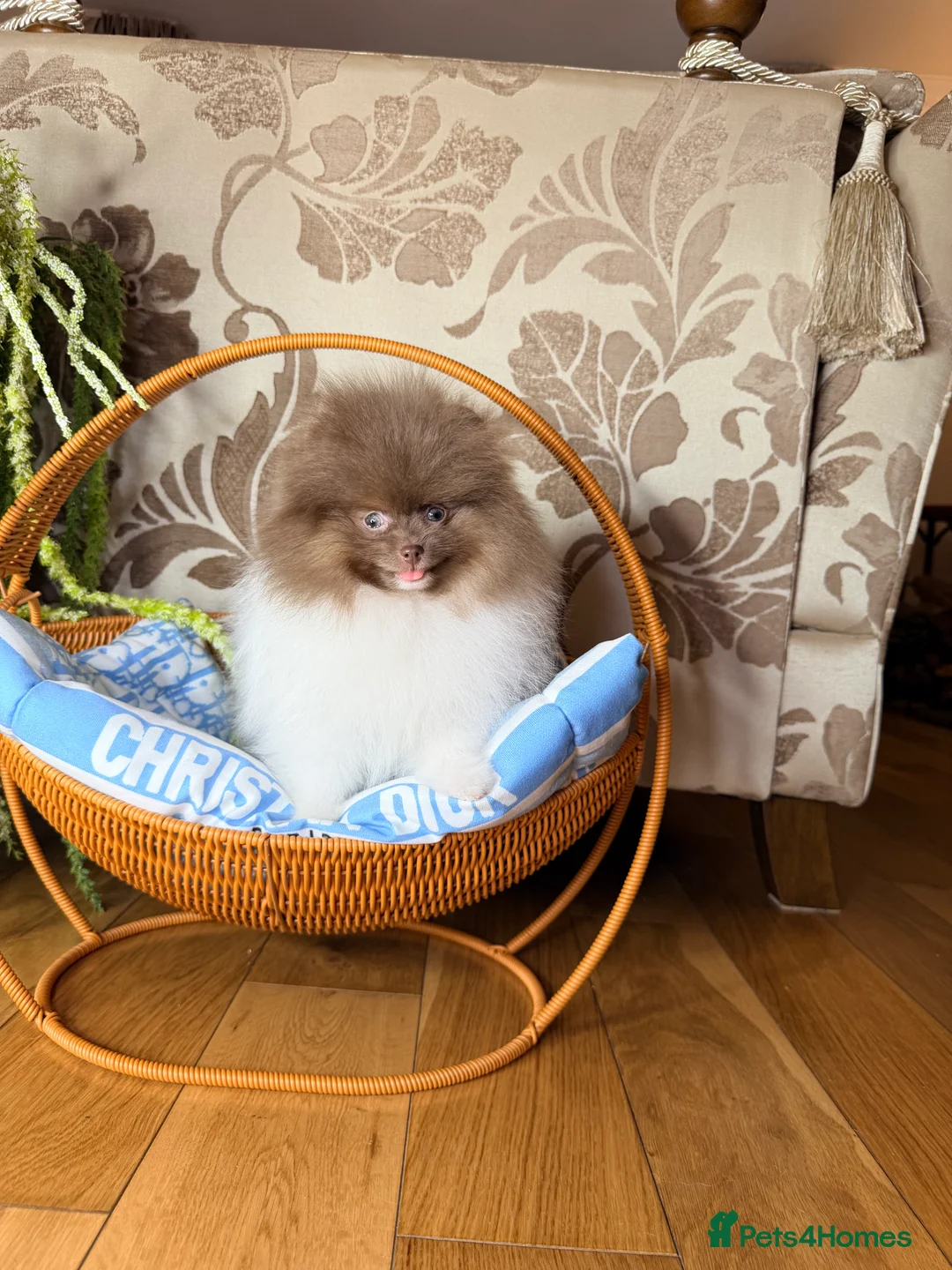 Pomeranian dogs for sale: Cute Pomeranian Boys and Girls  - Advert 18