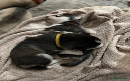 Utonagan dogs for sale: Siberian husky x alusky (malamute x husky) - Image 9