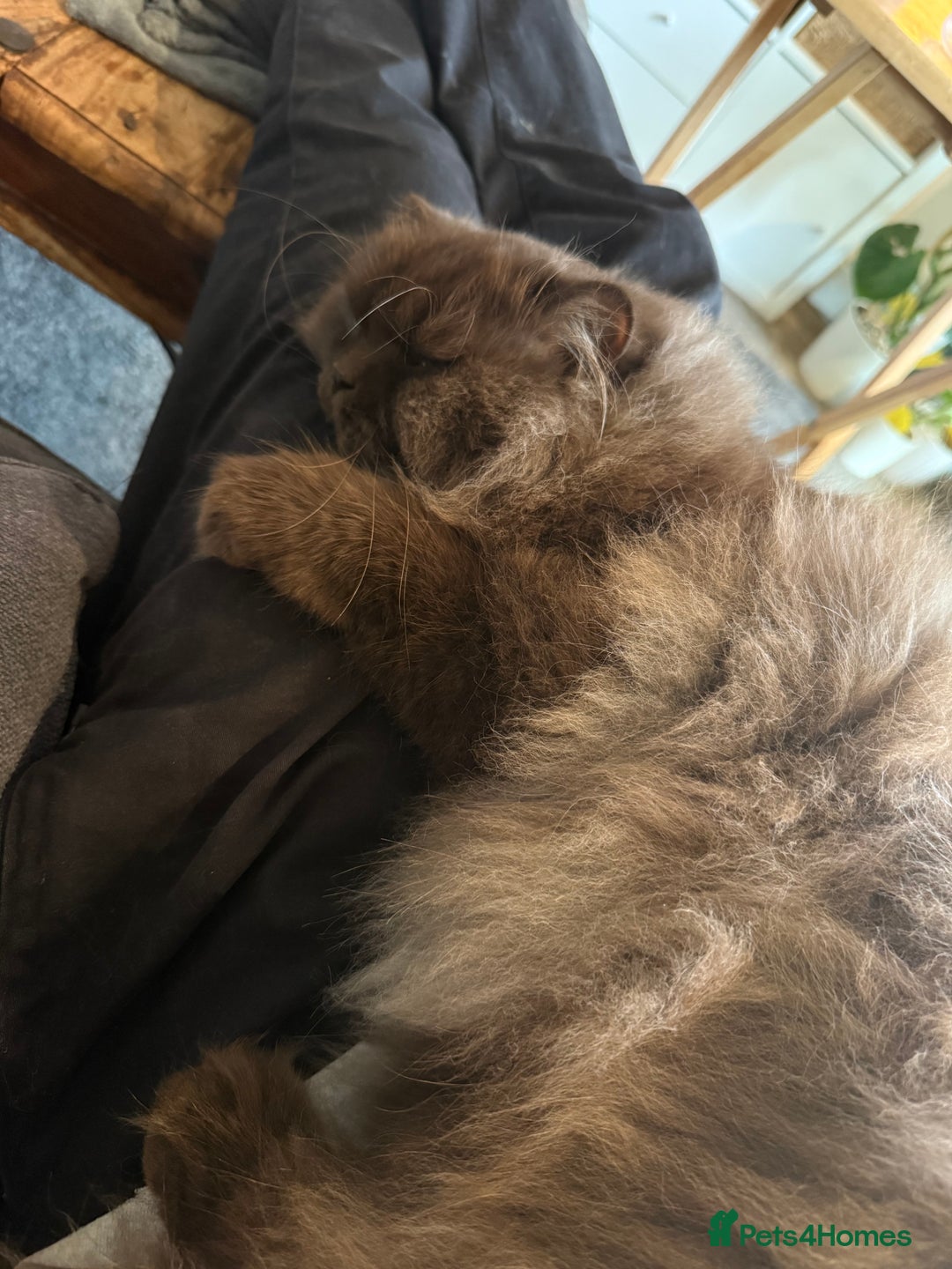 British Longhair cats for sale: British longhair  - Advert 4