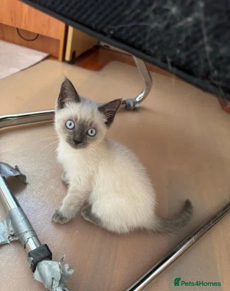 Ragdoll cats Gorgeous blue point Rag doll kitties - Advert 1