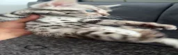 Bengal cats for sale: 2 bengal kittens for sale  - Advert 6