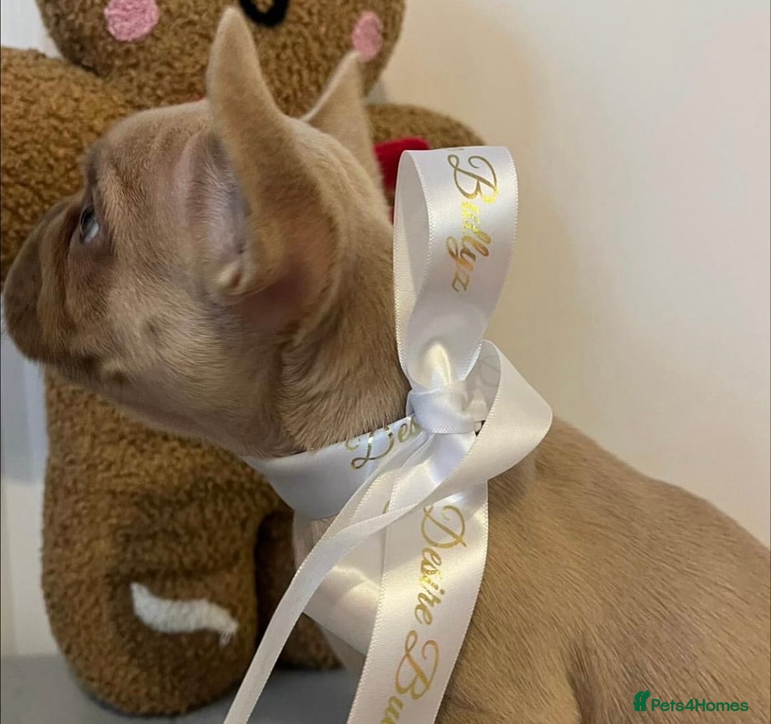 French Bulldog dogs for sale: Last frenchie left out of 6!!! - Advert 2