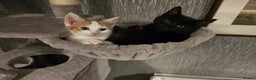 Mixed Breed cats for sale: 2 beautiful boys - Advert 1