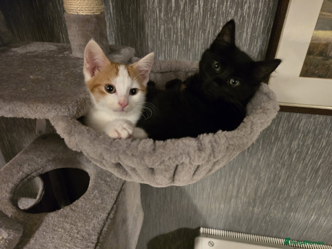Mixed Breed cats for sale: 2 beautiful boys - Advert 1