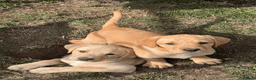 Labrador Retriever dogs for sale: KC registered Working Line Yellow Labrador Puppies in King's Lynn - Advert 2