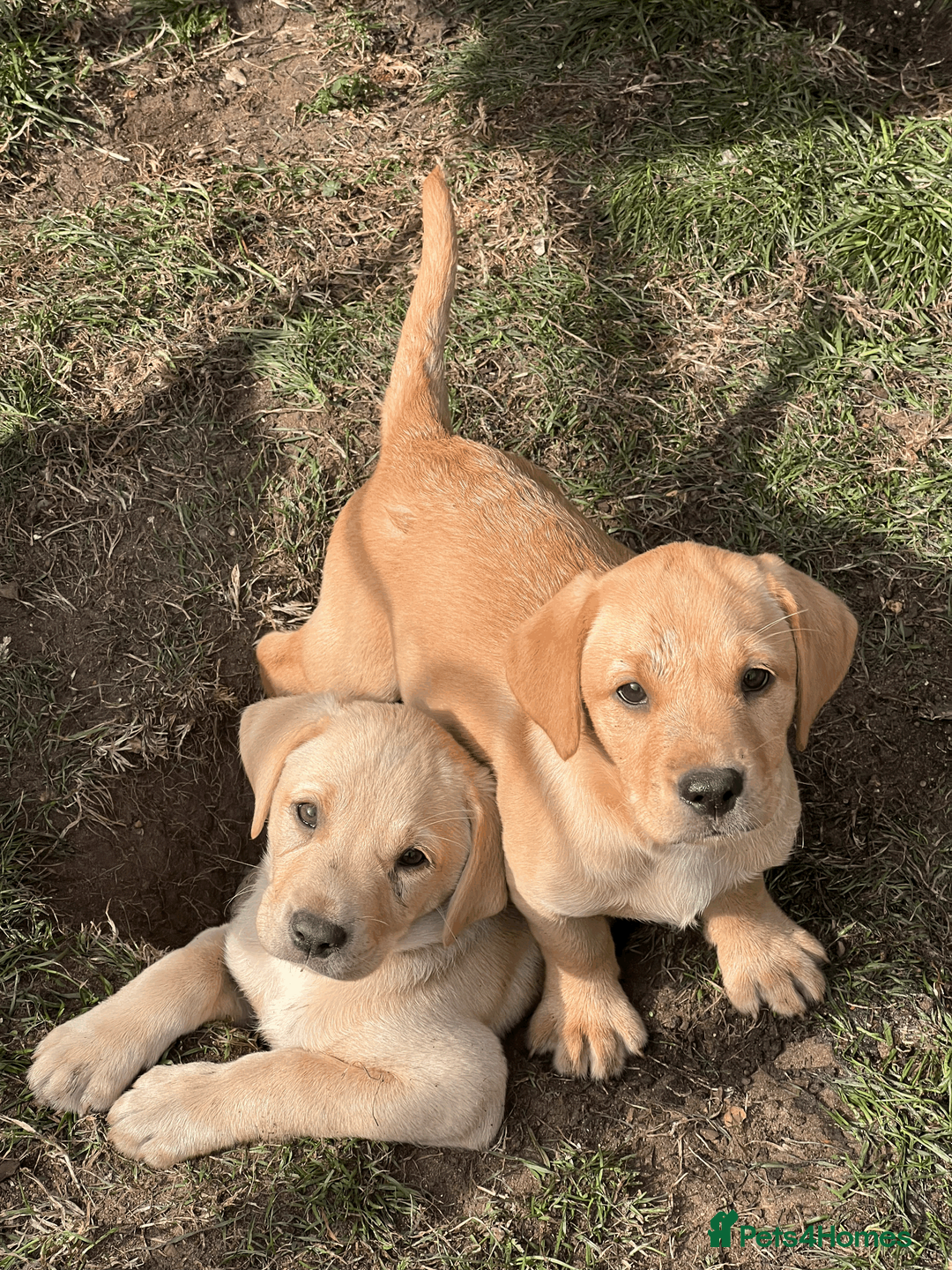 Labrador Retriever dogs for sale: KC registered Working Line Yellow Labrador Puppies in King's Lynn - Advert 2