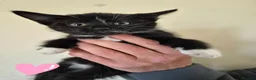 Mixed Breed cats for sale: Black and white house kittens M/F avaliable  - Advert 8