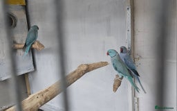 Mixed Breed birds for sale: Indian ringneck  - Image 2