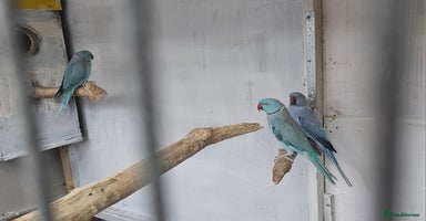 Mixed Breed birds - Advert 3