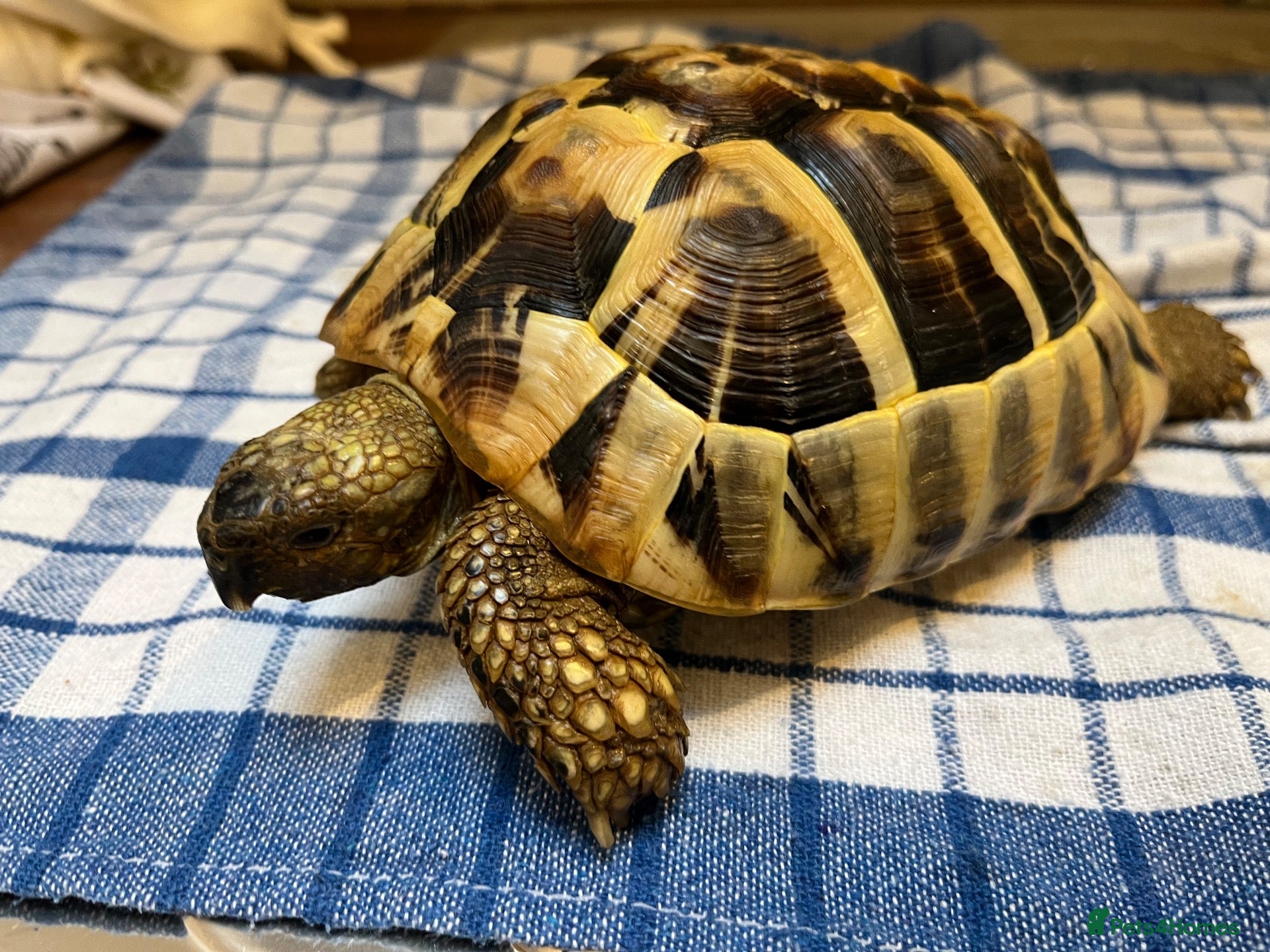 Hermann Tortoise reptiles for sale: Hermann tortoise - Advert 2