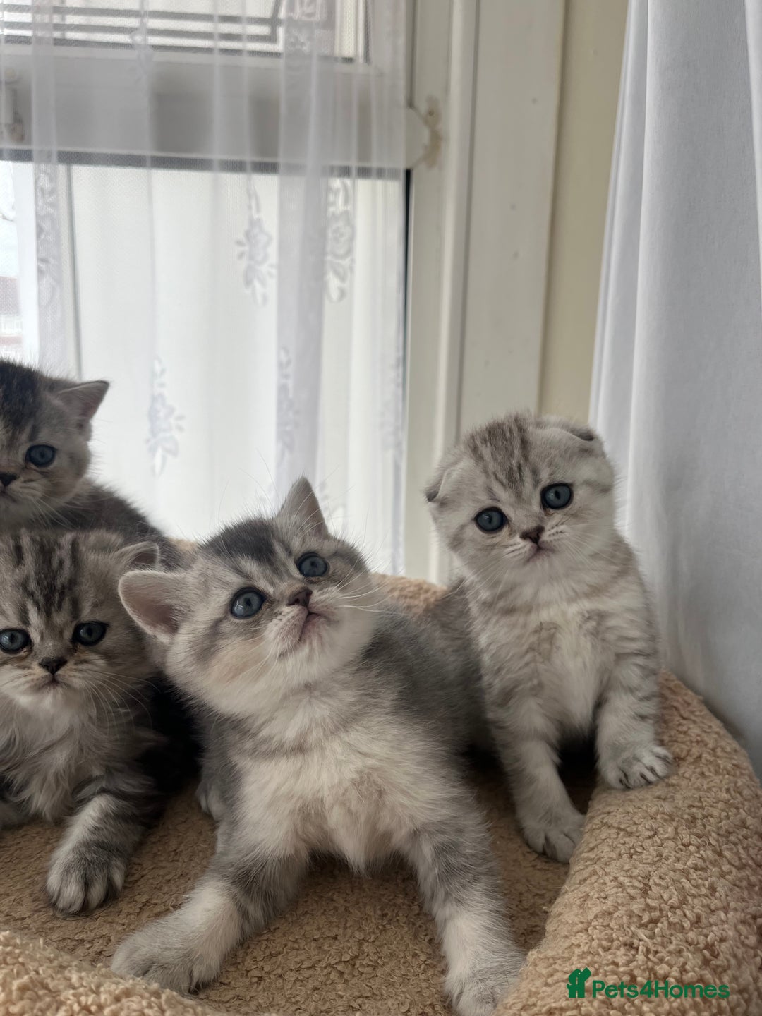 Scottish Fold cats for sale: Adorable Scottish Fold Kittens  - Image 5