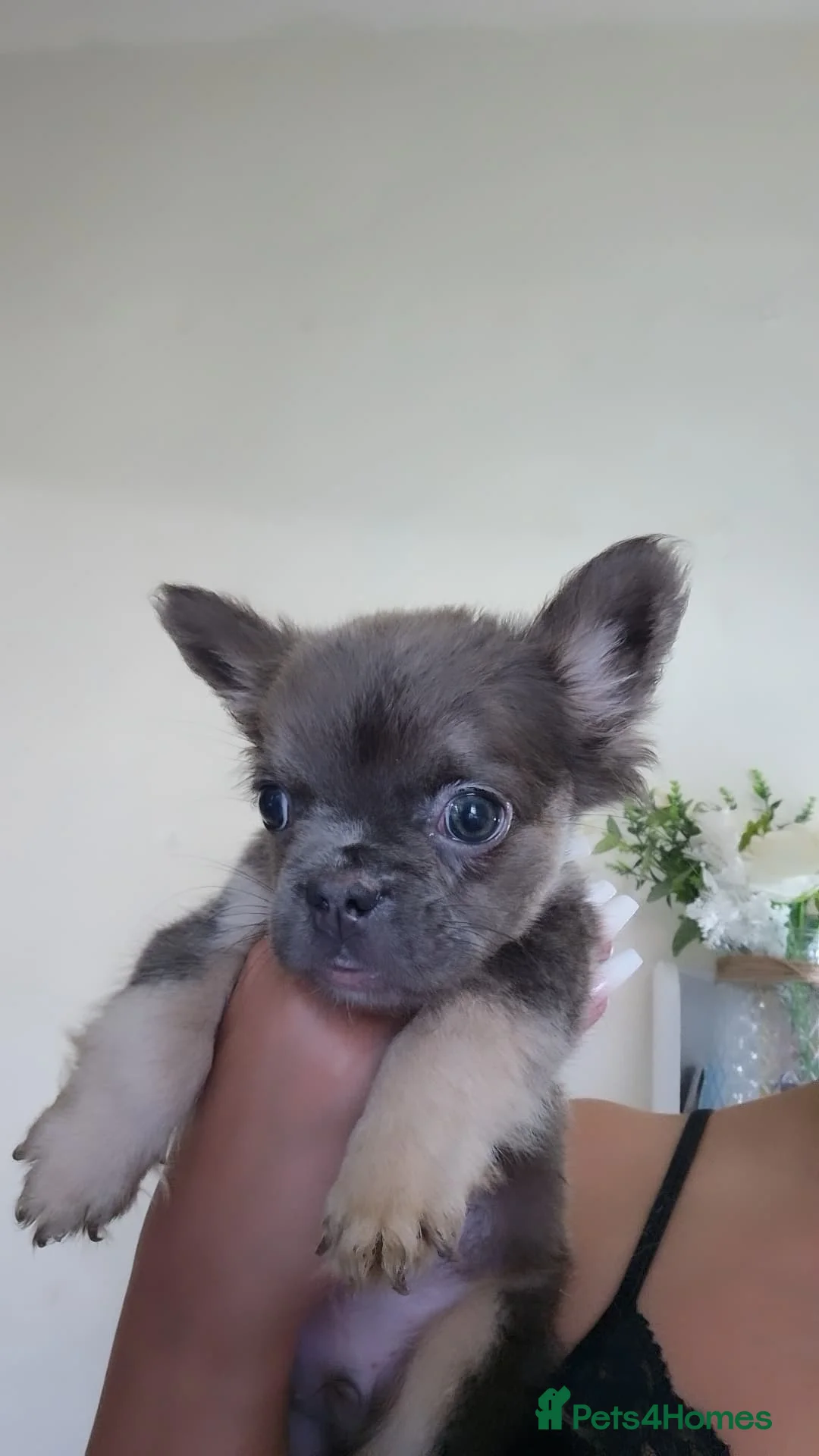French Bulldog dogs for sale: 🐾 Beautiful Full Fluffy French Bulldog Puppies 🐾 - Advert 6