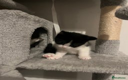 Mixed Breed cats for sale: 5 Beautiful kittens looking for homes - Image 4