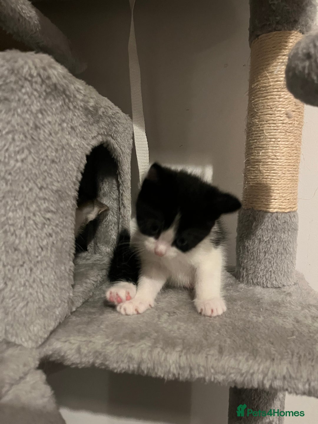 Mixed Breed cats for sale: 5 Beautiful kittens looking for homes - Image 4