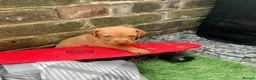 Hungarian Vizsla dogs for sale: Hungarian vizsla  in Saint Helens - Advert 5