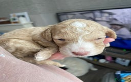 Cavapoo dogs for sale: Gorgeous cavapoo pups from health tested parents - Image 7