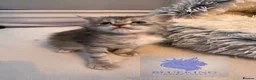 Maine Coon cats for sale: 👑 champion high silver poly Maine coon kittens 👑 - Advert 21