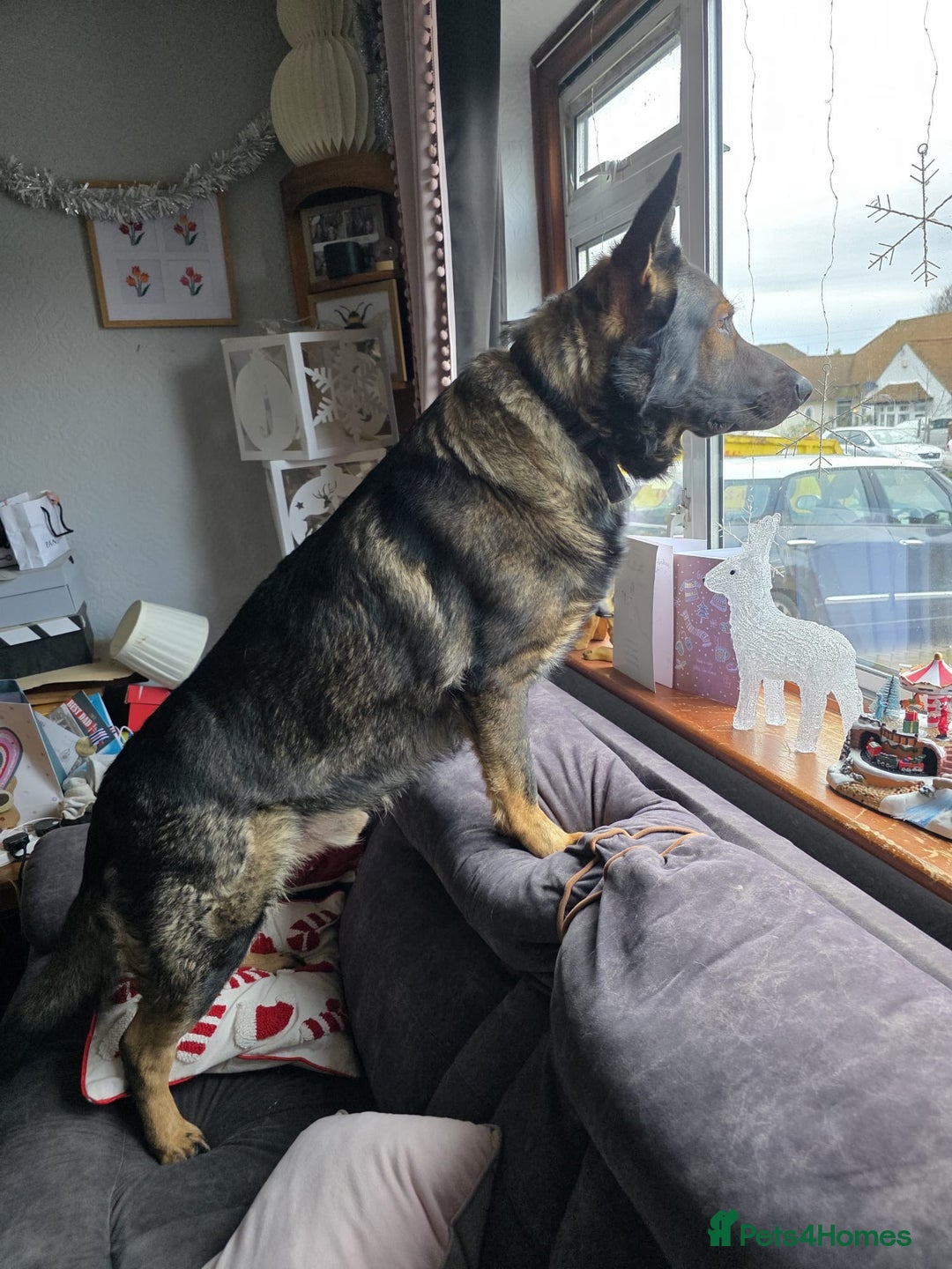 German Shepherd dogs for sale: Working ling German shepherd - Advert 2