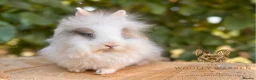 Lionhead rabbits for sale: Fully Vaccinated Lionheads Ready Now  - Advert 18