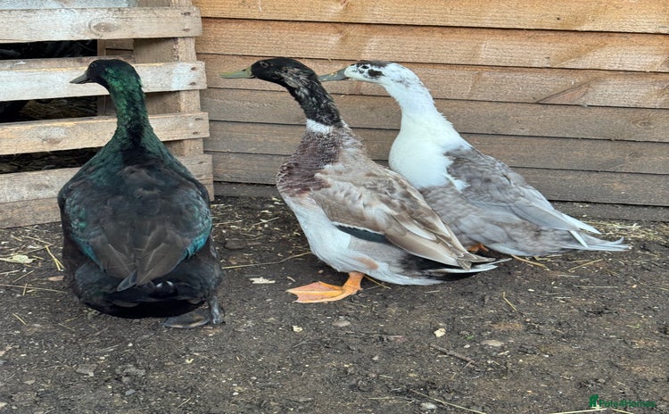 Ducks poultry - Advert 1