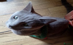 Russian Blue cats for sale: GCCF registered kitten - Image 3