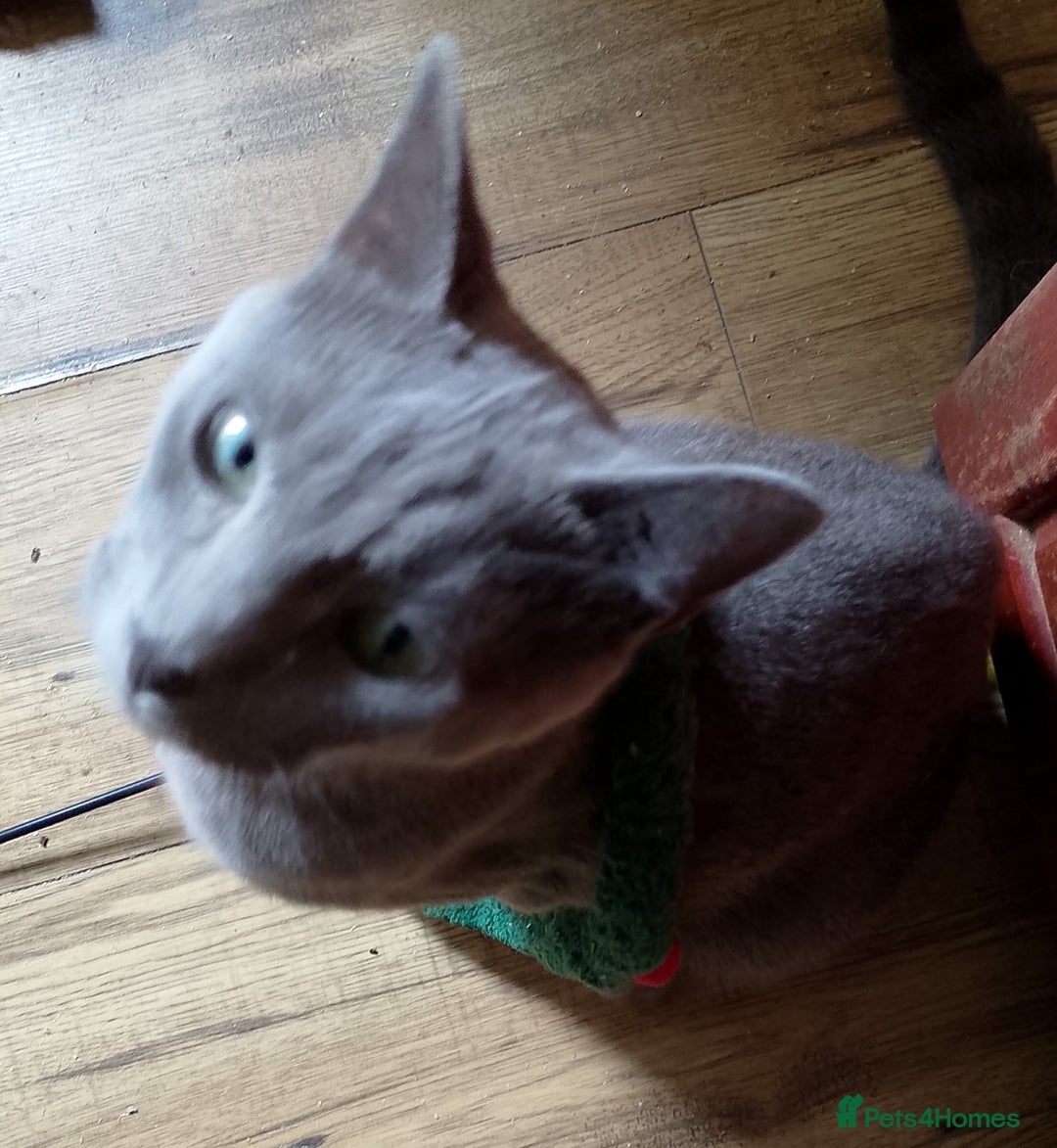 Russian Blue cats for sale: GCCF registered kitten - Image 3