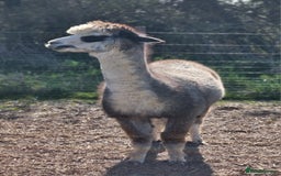Alpaca livestock for sale: 6 Pedigree Female Alpacas - Image 9