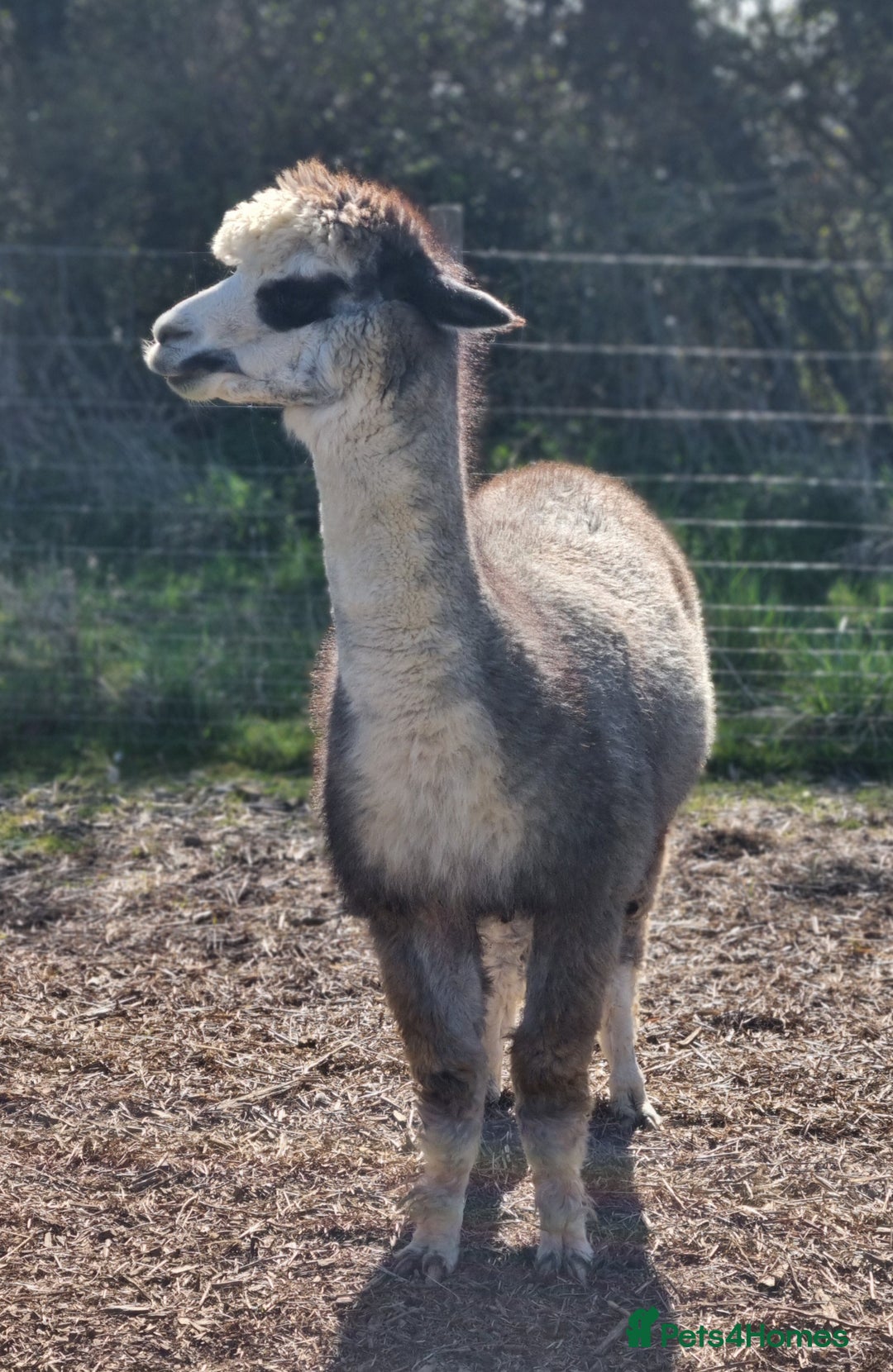 Alpaca livestock for sale: 6 Pedigree Female Alpacas - Image 9