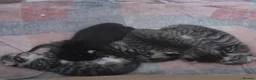 Mixed Breed cats for sale: Five gorgeous kittens  - Advert 6