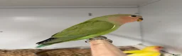 Mixed Breed birds for sale: Various Stunning Birds Available  - Advert 9