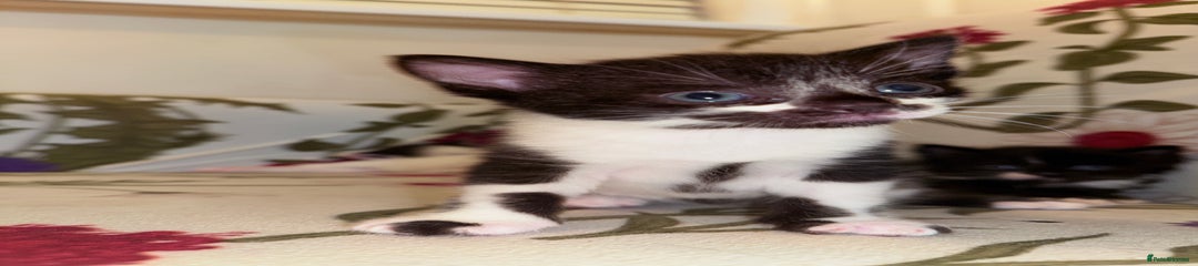 Mixed Breed Kitten 4